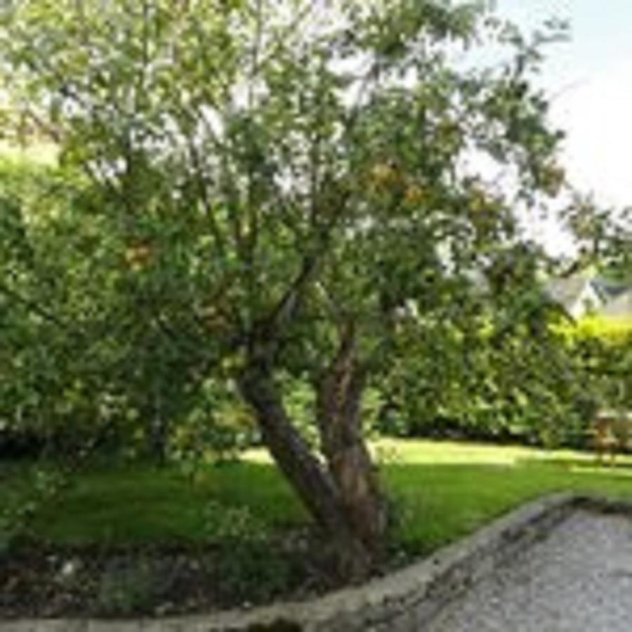 Cheshire House Guest House Hope Exterior foto